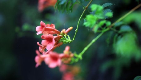 江苏淮安：浪漫绚烂凌霄花开